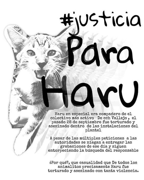 Torturan y matan a mascota de colectivo del CCH Vallejo de la UNAM 2 310959932 3989820601142200 3549519352153860208 n