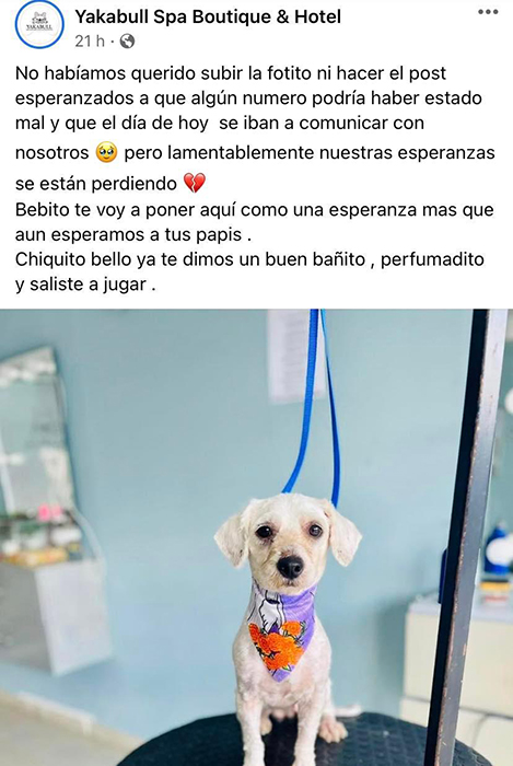 Conmueve imagen de perrito abandonado en estética canina 1 311500481 340924368239503 9001730066411658267 n 1