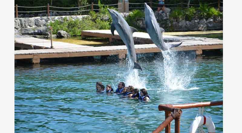 Prohíbe Congreso uso de mamíferos marinos en espectáculos 1 DELFINES