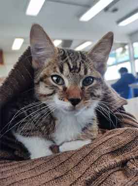 Torturan hasta la muerte a gato; exigen justicia 1 GATO 2