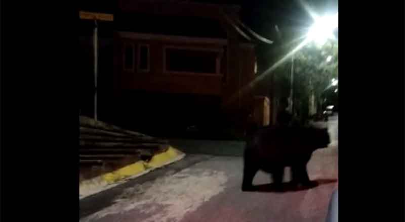 ¿Y qué hay de cenar? Hay nuevo video de un avistamiento de un oso negro 1 OSO NEGRO 1