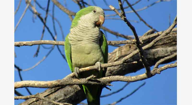Santiago y Arteaga organizarán Festival de las Aves 2 PERICO ARGENTINO