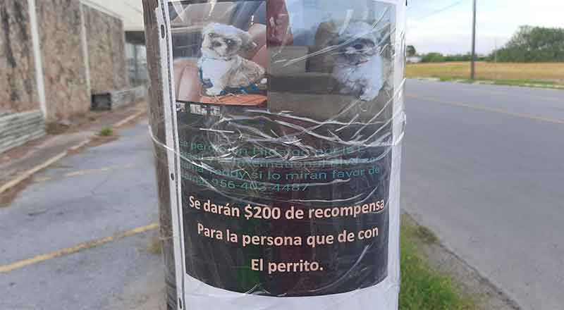 PERRITO