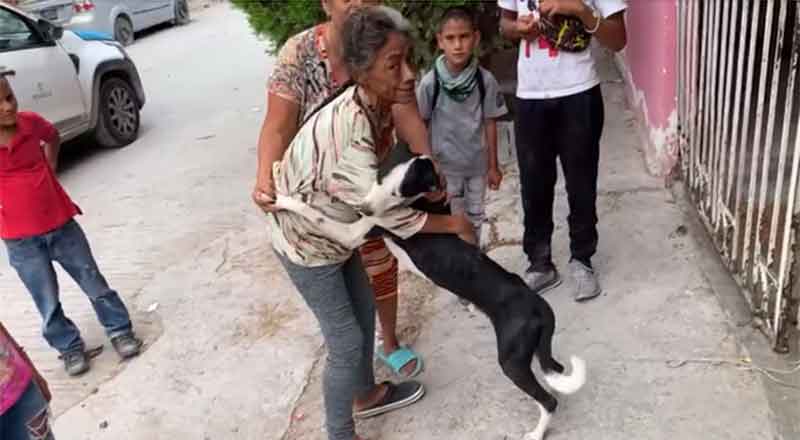 PERRITO