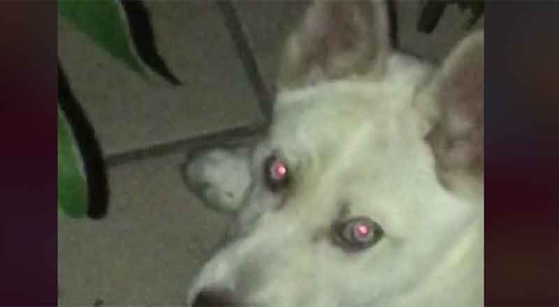 PERRO-2
