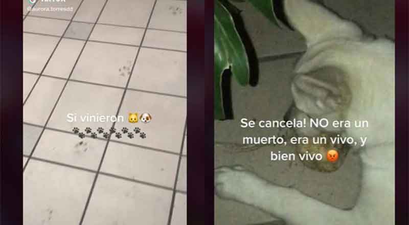 ¡Salió muy vivo! Perrito se come ofrenda dedicada a mascotas fallecidas 1 PERRO
