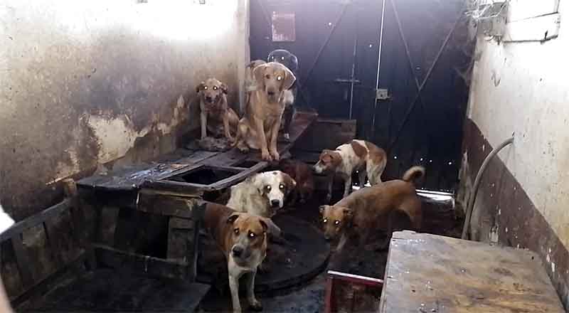 PERROS