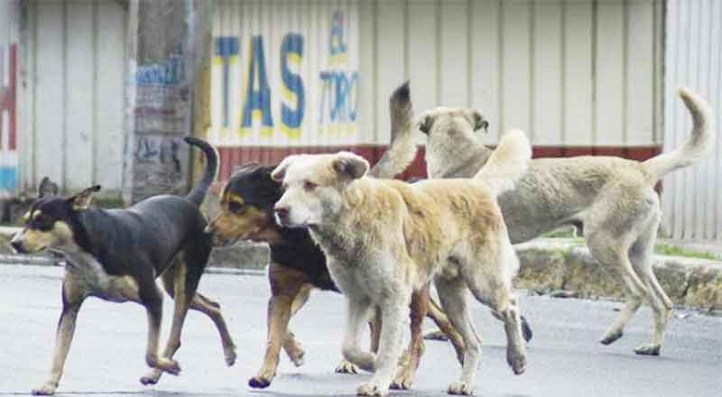 PERROS