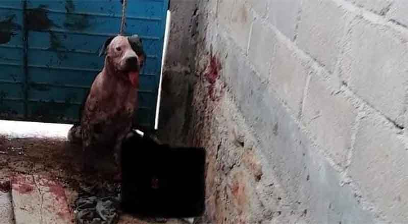 Sujeto entra a robar y pitbull casi le arranca el brazo 2 PITBULL