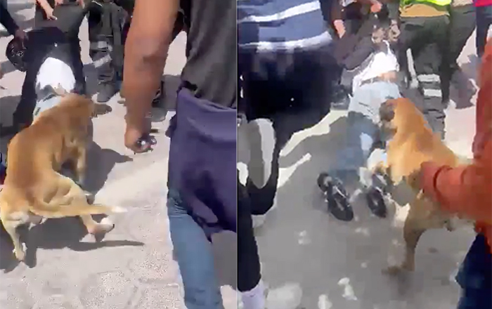 perrro