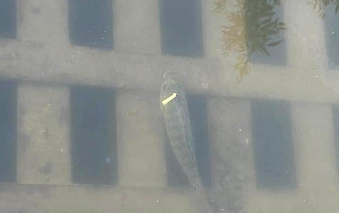 A río revuelto… brotan peces en Matamoros 2 316727441 5680780532043296 737428948975117806 n