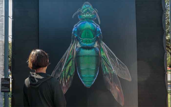 INSECTOS
