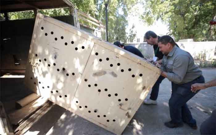 Trasladan 89 animales del zoológico de Guasave al de Culiacán 1 MAPACHE 2