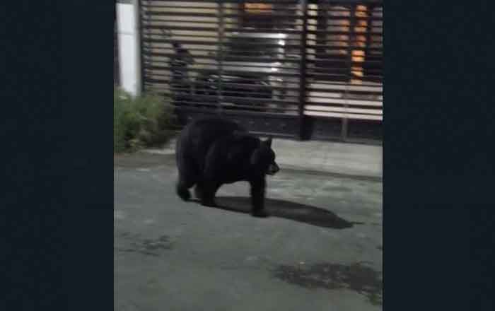 OSO-NEGRO