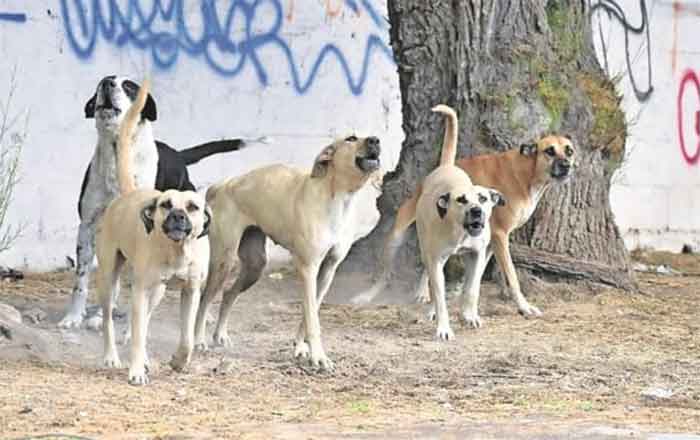 En 15 días, ven a perros paseando con extremidades humanas 1 PERRO 2