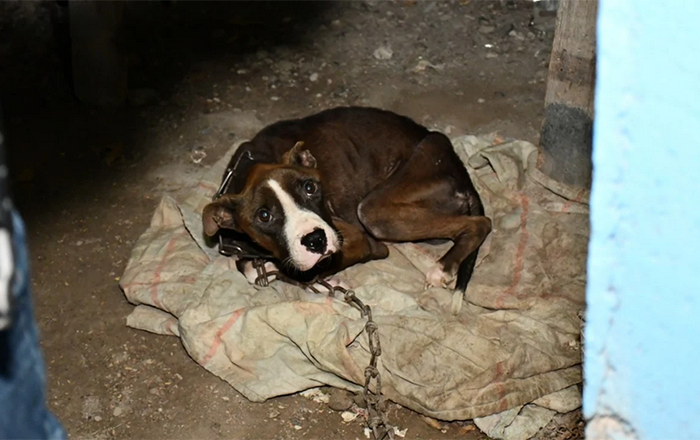 perrito