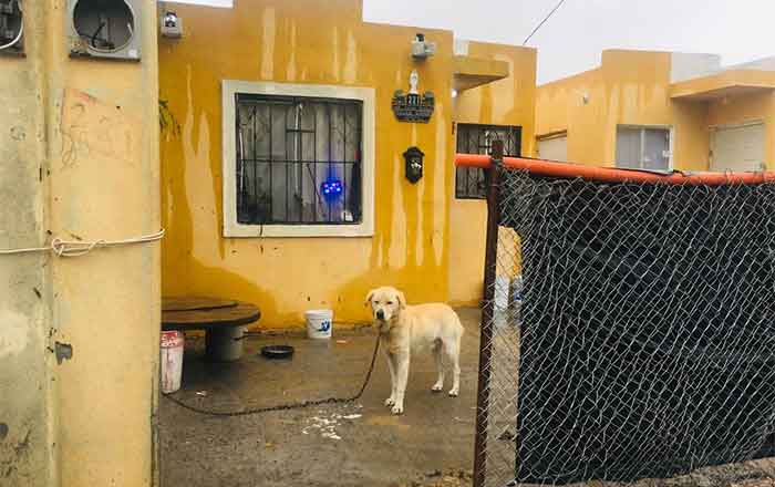 Dejan perrito encadenado a la intemperie; atienden reporte 1 perro frio 2