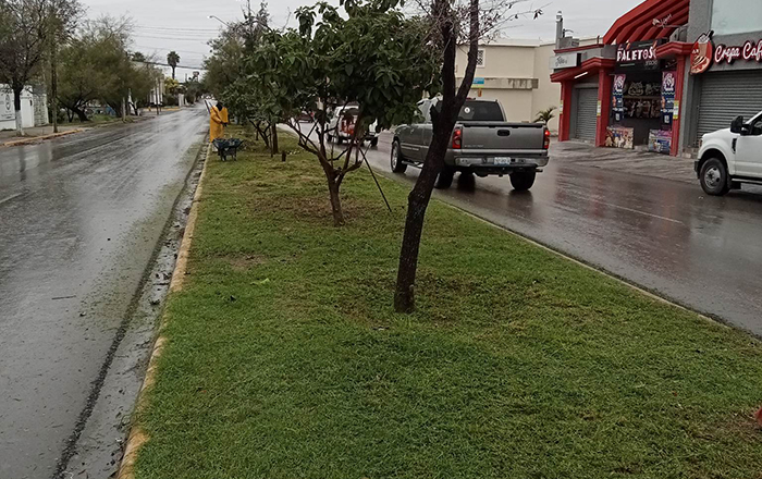 Pese al frío, le dan ‘mano de gato’ a camellones en Reynosa 2 320048473 686022419731427 953570560345907047 n