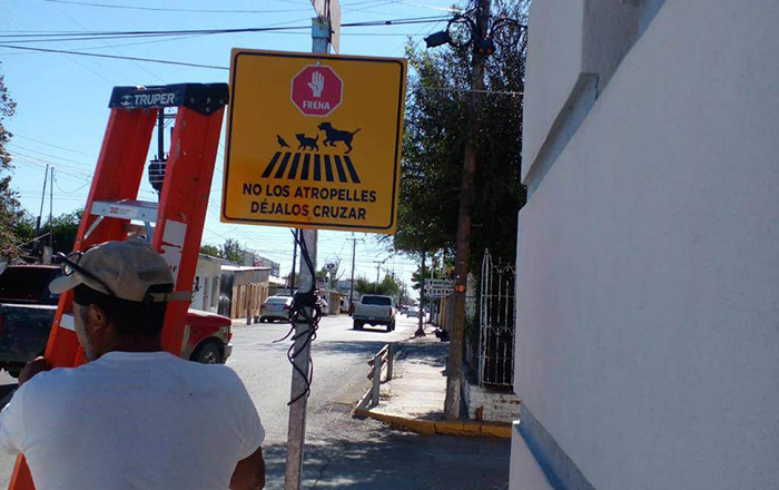 En Nuevo Laredo hay señalamientos para mascotas 1 320477426 1503453076817119 8719001995383514493 n