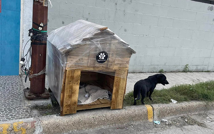 Instalan casitas de madera para ‘callejeritos’ 3 320559932 677215360450406 7579041784352431189 n