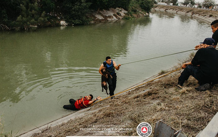 Rescatan a perro atrapado en canal Rodhe 3 321121587 558495979080869 8210150517818362326 n