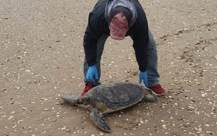 Protegen a tortugas marinas del frío 2 321482670 1193511994904751 9029354296862089342 n