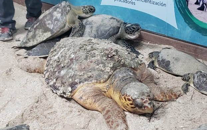 Protegen a tortugas marinas del frío 1 322404564 460004742974706 5155561203968656446 n