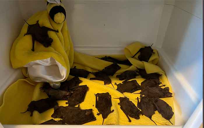 MURCIELAGOS