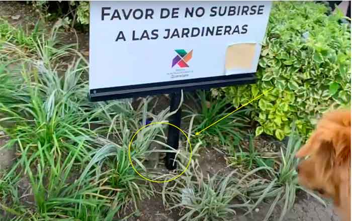 Denuncian plaga de ratas en Centro Histórico de Querétaro 1 PLAGA RATAS