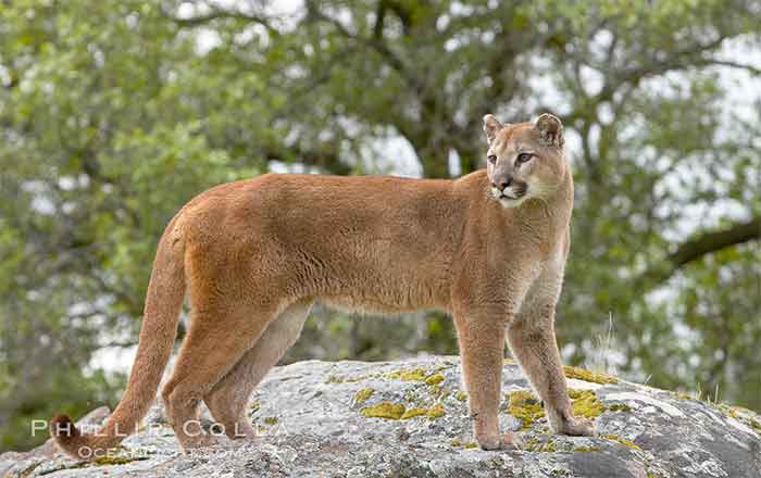 PUMA