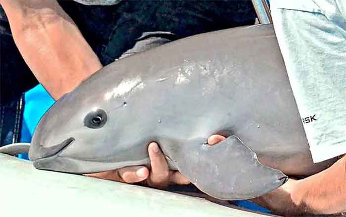 VAQUITA-MARINA