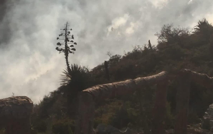 Atienden en Santiago, reporte de un incendio forestal 3 323086944 1519772811875939 3901821772487528093 n
