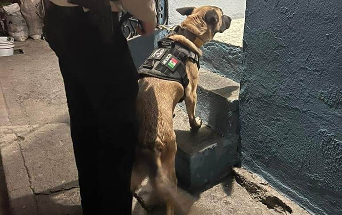 Aseguran armas y droga durante cateos en colonia Independencia; detienen a uno 3 324367090 882031189918817 7239782971350080913 n