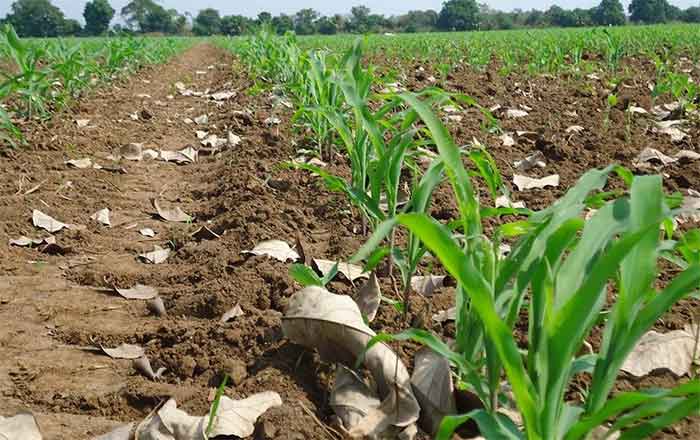 CAMPO
