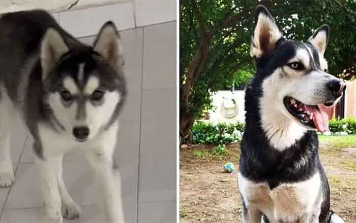 Recuperan a los huskys 'Koba' y 'Anubis', secuestrados en Pachuca 2 KOBA