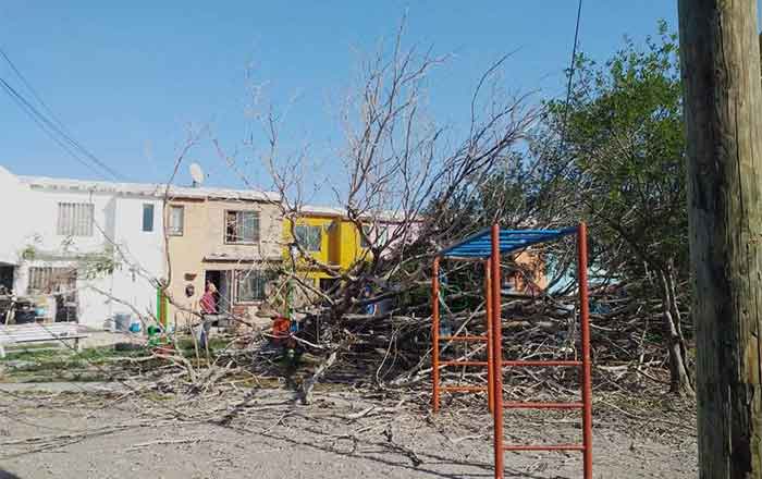 Árboles y postes caídos, saldo del fuerte viento en Ciudad Victoria 1 VICTORIA 2