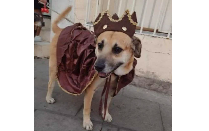 Mazapán se viste de rey mago para ayudar a perro que busca hogar 1 mazz