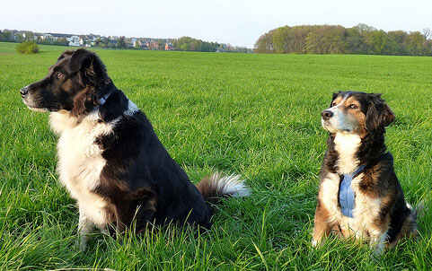 perros