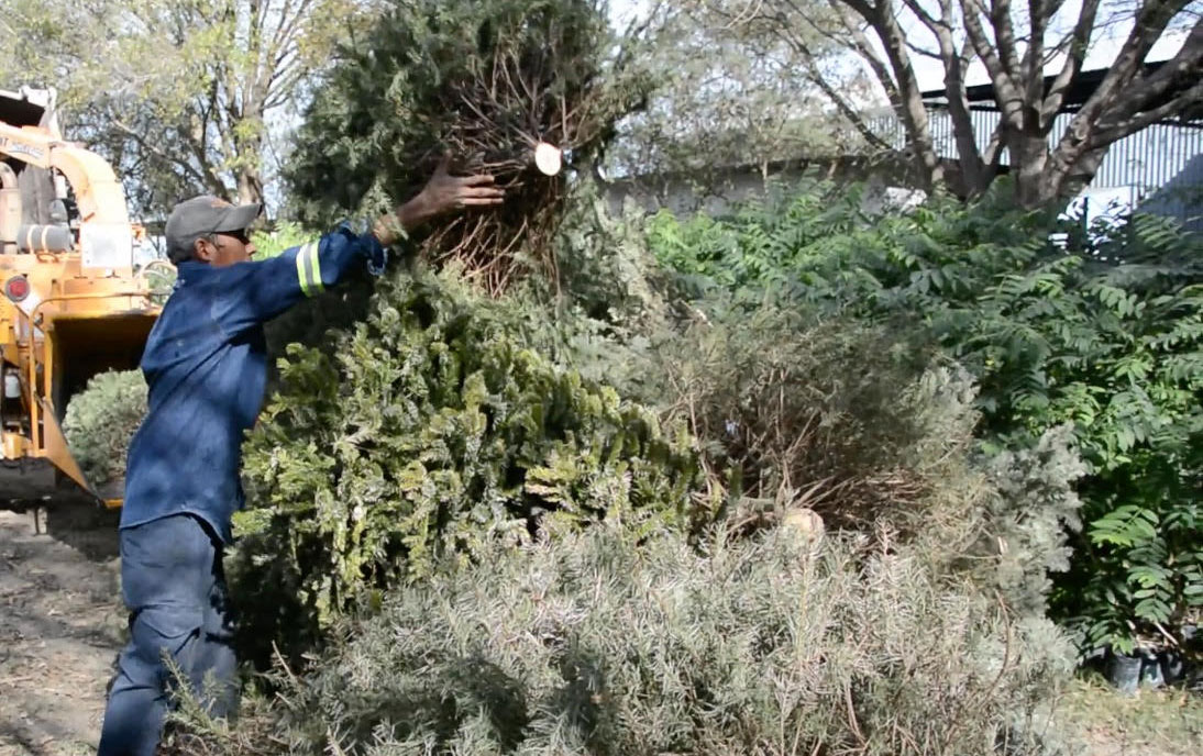 Instala Apodaca centros de acopio de pino navideños en plazas públicas 1 pinnn