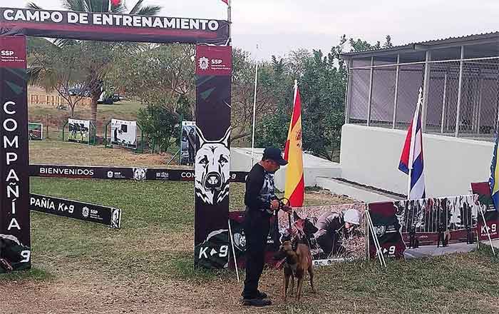 'Junior', perrito de la Guardia Estatal, se entrena en labores de rescate 2 BINOMIO