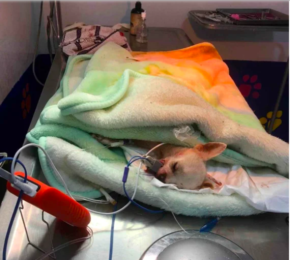 'Pincky', el pequeño héroe herido por defender su casa en Nayarit 1 Captura de pantalla 2023 02 01 a las 19.49.50