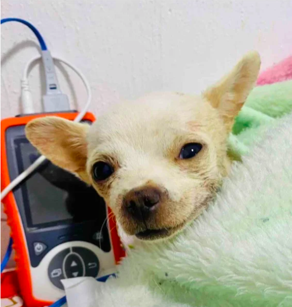 'Pincky', el pequeño héroe herido por defender su casa en Nayarit 2 Captura de pantalla 2023 02 01 a las 19.50.00