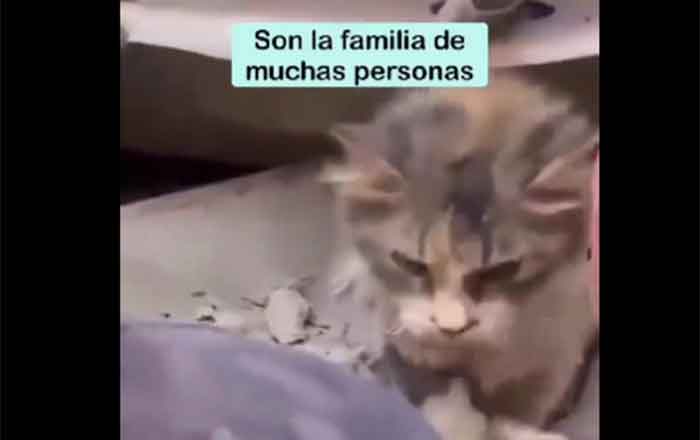 GATO-SIRIA