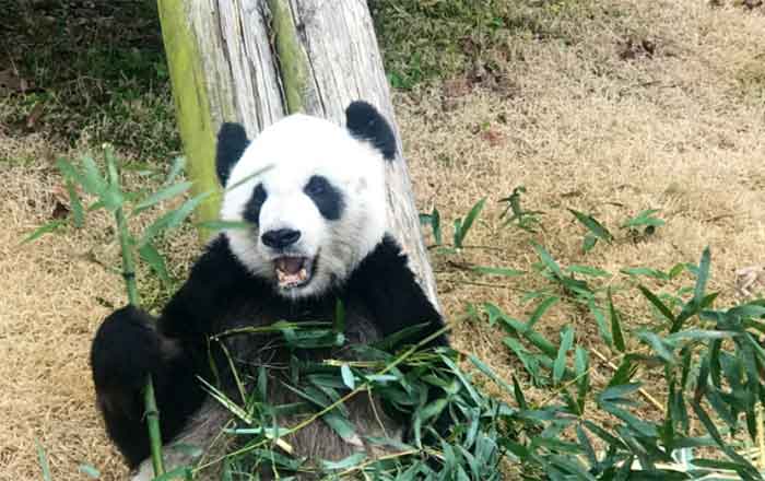 PANDA-LE-LE