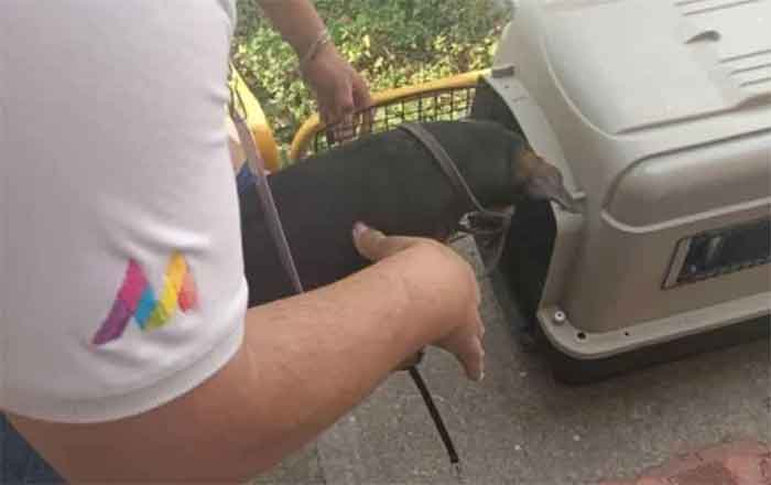 Cae hombre por ahorcar a un perro en Cuautitlán Izcalli 1 PERRO 1