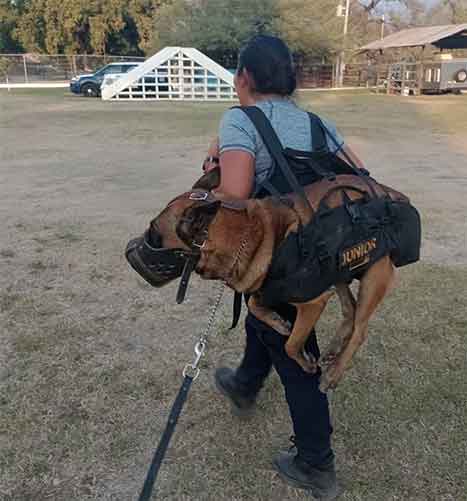 'Junior', perrito de la Guardia Estatal, se entrena en labores de rescate 1 PERRO 2 1