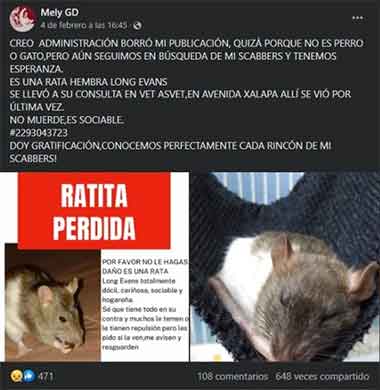 Buscan a Scabbers, una rata perdida en Veracruz 1 RATA 2
