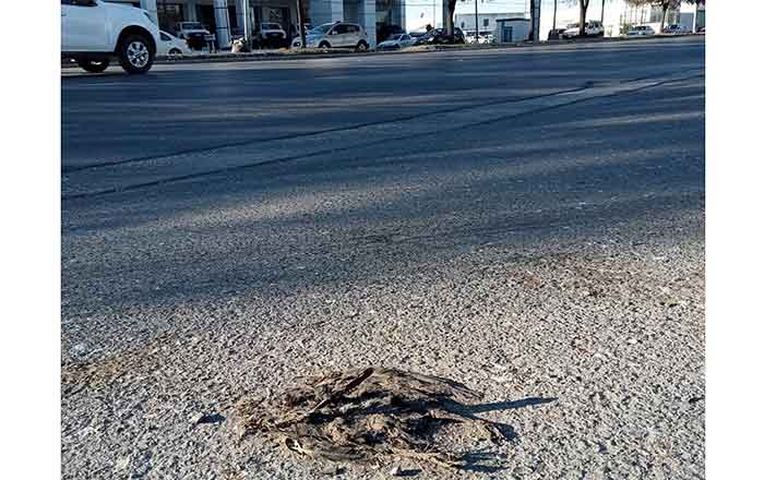 Caen de repente decenas de zanates en calles de Reynosa 1 ZANATE 2