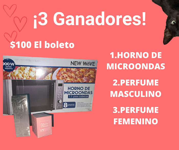 Garu necesita una andadera, perdió sus patas traseras 1 gat1