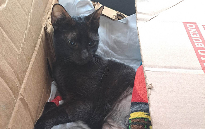 Garu necesita una andadera, perdió sus patas traseras 2 gato 2
